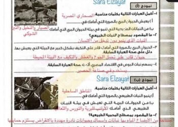 تقييمات الاسبوع الرابع الصف الخامس الابتدائي2